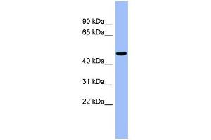 RBBP4 antibody used at 1 ug/ml to detect target protein. (Retinoblastoma Binding Protein 4 Antikörper  (N-Term))
