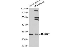 Western blot analysis of extracts of mouse spleen and mouse lung cell lines, using TP53INP1 antibody. (TP53INP1 Antikörper)