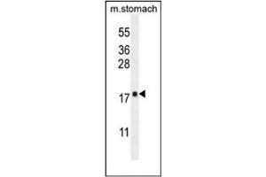 Western blot analysis of DYNLRB2 Antibody  in mouse stomach tissue lysates (35ug/lane).