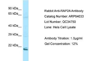 Western Blotting (WB) image for anti-RAP2A, Member of RAS Oncogene Family (RAP2A) (N-Term) antibody (ABIN2774388)