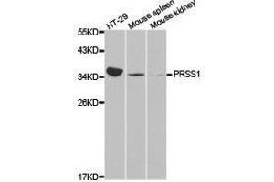 Western Blotting (WB) image for anti-Protease, serine, 1 (Trypsin 1) (PRSS1) antibody (ABIN1874350)