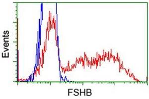 HEK293T cells transfected with either RC214616 overexpress plasmid (Red) or empty vector control plasmid (Blue) were immunostained by anti-FSHB antibody (ABIN2453054), and then analyzed by flow cytometry. (FSHB Antikörper)