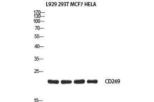 Western Blot (WB) analysis of L929 293T MCF7 HeLa using CD269 antibody.