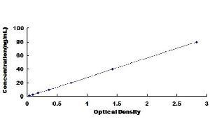 Decorin (DCN) ELISA Kit