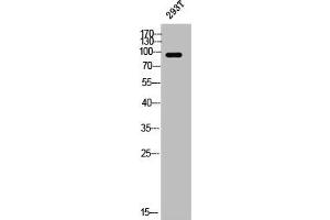 Western Blot analysis of 293T cells using PSD-95 Polyclonal Antibody (DLG4 Antikörper)