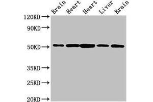 Western Blot Positive WB detected in: Rat brain tissue, Rat heart tissue, Mouse heart tissue, Mouse liver tissue, Mouse brain tissue All lanes: NUCB2 antibody at 2. (NUCB2 Antikörper  (AA 25-106))