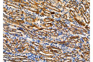 ABIN6257193 and ABIN6275124 at 1/100 staining Mouse kidney tissue by IHC-P. (Fibulin 5 Antikörper  (C-Term))