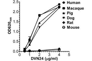 ELISA binding of human, macaque, pig, dog, mouse, and rat FcRn toward DVN24 at pH 7. (FcRn Antikörper)