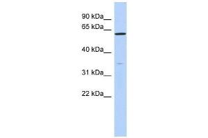 ZNF431 antibody used at 0. (ZNF431 Antikörper  (N-Term))