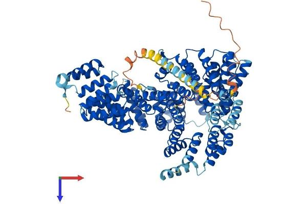 NARG1L Protein (AA 1-864) (His tag)