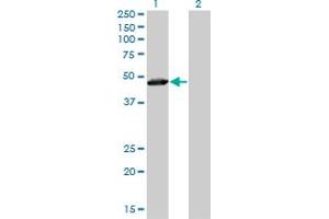 Western Blot analysis of TAF7 expression in transfected 293T cell line by TAF7 monoclonal antibody (M01), clone 2C5. (TAF7 Antikörper  (AA 130-224))