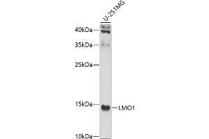 Western blot analysis of extracts of U-251MG cells, using LMO1 antibody (ABIN6129409, ABIN6143270, ABIN6143271 and ABIN6223469) at 1:1000 dilution. (LMO1 Antikörper  (AA 1-156))