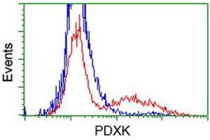 HEK293T cells transfected with either RC200975 overexpress plasmid (Red) or empty vector control plasmid (Blue) were immunostained by anti-PDXK antibody (ABIN2454665), and then analyzed by flow cytometry. (PDXK Antikörper)