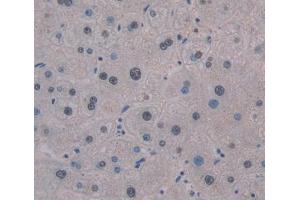 IHC-P analysis of liver tissue, with DAB staining. (SMUG1 Antikörper  (AA 1-270))