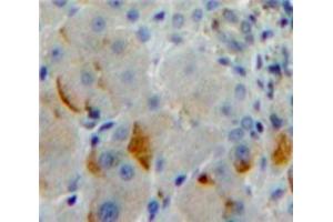 Used in DAB staining on fromalin fixed paraffin-embedded Liver tissue (Protocadherin 1 Antikörper  (AA 575-812))