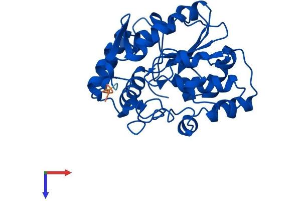 SULT1A1 Protein (AA 1-295) (His tag)