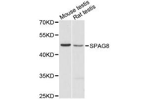 Western blot analysis of extracts of various cell lines, using SPAG8 antibody (ABIN5996639) at 1:3000 dilution. (SPAG8 Antikörper)