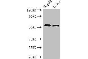 Western Blot Positive WB detected in: HepG2 whole cell lysate, Mouse liver tissue All lanes: SCARB2 antibody at 3 μg/mL Secondary Goat polyclonal to rabbit IgG at 1/50000 dilution Predicted band size: 55, 38 kDa Observed band size: 55 kDa (SCARB2 Antikörper  (AA 47-128))