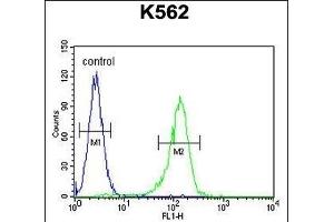 AHCY Antibody (N-term) (ABIN655151 and ABIN2844771) flow cytometric analysis of K562 cells (right histogram) compared to a negative control cell (left histogram). (AHCY Antikörper  (N-Term))