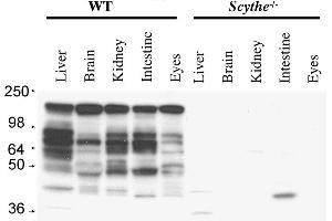 Anti-Mouse Scythe/BAT3 Antibody - Western Blot. (BAT3 Antikörper  (C-Term))