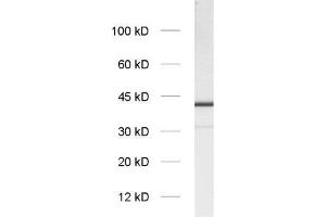 dilution: 1 : 1000, sample: synaptic vesicle fraction of rat brain (LP2) (Slc30a3 Antikörper  (AA 2-75) (Biotin))