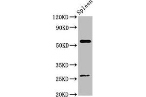 Western Blot Positive WB detected in: Mouse spleen tissue All lanes: ACD antibody at 4 μg/mL Secondary Goat polyclonal to rabbit IgG at 1/50000 dilution Predicted band size: 58 kDa Observed band size: 58 kDa (ACD Antikörper  (AA 328-497))