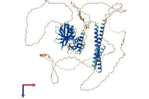 AFAP1L2 Protein (AA 1-825) (His tag)