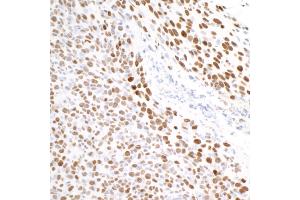 Immunohistochemistry (IHC) image for anti-Tripartite Motif Containing 28 (TRIM28) (Ser824) antibody (ABIN7454012)