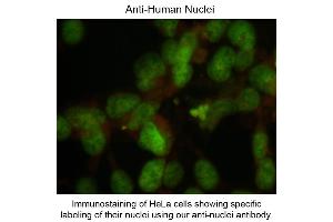 Immunostaining of Anti-Nuclei (Mouse) Antibody - 209-301-D99 Immunofluorescence Microscopy of Mouse anti-Nuclei antibody.