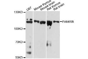 Western blot analysis of extracts of various cell lines, using FAM65B antibody. (FAM65B Antikörper)