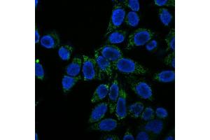 Immunofluorescence Analysis of HeLa cells labeling Cytochrome c with Cytochrome C Monoclonal Antibody (CTC05) conjugated with CF555 (Green). (Cytochrome C Antikörper)