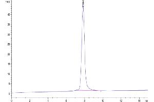 Size-exclusion chromatography-High Pressure Liquid Chromatography (SEC-HPLC) image for TIMP Metallopeptidase Inhibitor 1 (TIMP1) (AA 25-205) protein (Fc Tag) (ABIN7275742)