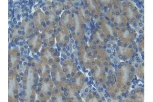 IHC-P analysis of Mouse Kidney Tissue, with DAB staining. (CXCL11 Antikörper  (AA 22-100))