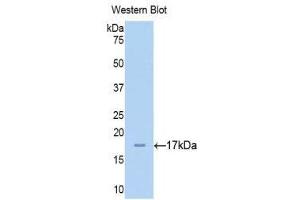 Western Blotting (WB) image for anti-Chromogranin A (CHGA) (AA 15-148) antibody (ABIN1174343) (Chromogranin A Antikörper  (AA 15-148))