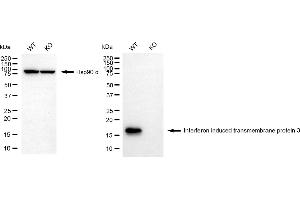 Western blotting analysis using interferon induced transmembrane protein 3 antibody (ABIN7799091).