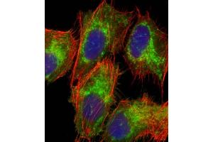 Immunofluorescent analysis of 4 % paraformaldehyde-fixed, 0. (TOMM40 Antikörper  (AA 22-56))