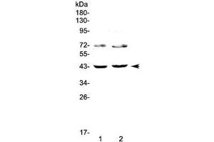 Western blot testing of 1) human HeLa and 2) human SW620 cell lysate with TSPAN12 antibody at 0.