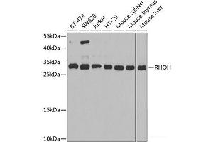 Western blot analysis of extracts of various cell lines using RHOH Polyclonal Antibody at dilution of 1:1000. (RHOH Antikörper)