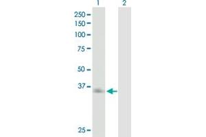 Western Blot analysis of ASGR2 expression in transfected 293T cell line by ASGR2 MaxPab polyclonal antibody. (Asialoglycoprotein Receptor 2 Antikörper  (AA 1-287))