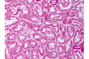 Anti-BMP7 antibody IHC of human kidney, tubules.