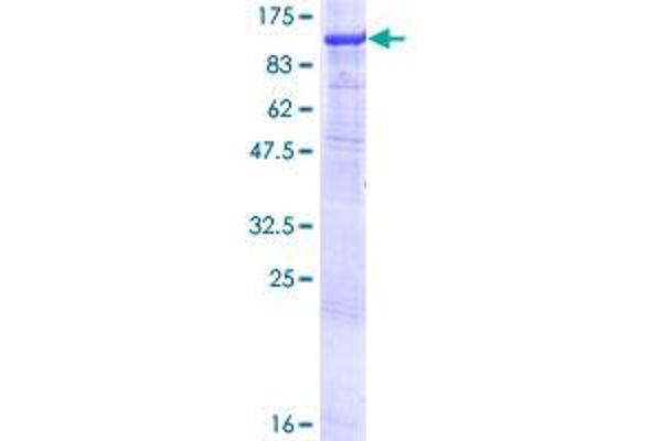 Glycogen Synthase 1 Protein (AA 1-737) (GST tag)