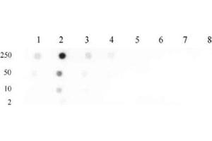 Histone H4 monomethyl Lys31 pAb tested by dot blot analysis. (Histone H4 Antikörper  (meLys31))