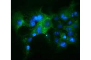Anti-KEAP1 mouse monoclonal antibody (ABIN2453919) immunofluorescent staining of COS7 cells transiently transfected by pCMV6-ENTRY KEAP1 (RC202189). (KEAP1 Antikörper)