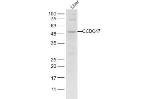 Mouse liver lysates probed with CCDC47 Polyclonal Antibody, unconjugated  at 1:1000 overnight at 4°C followed by a conjugated secondary antibody for 60 minutes at 37°C. (CCDC47 Antikörper  (AA 375-483))