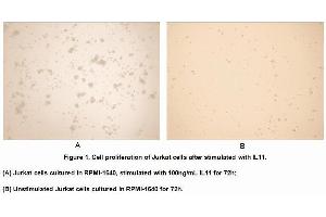 Image no. 1 for Interleukin 11 (IL11) (AA 22-199) (Active) protein (His tag) (ABIN6239760)