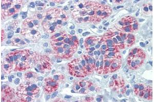 Human Adrenal (formalin-fixed, paraffin-embedded) stained with DIABLO antibody ABIN462354 followed by biotinylated anti-mouse IgG secondary antibody ABIN481714, alkaline phosphatase-streptavidin and chromogen. (DIABLO Antikörper)