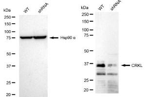 Western blotting analysis using CRKL antibody (ABIN7800792). (Rekombinanter CrkL Antikörper)