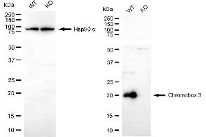Western blotting analysis using chromobox 3 antibody (ABIN7798063). (CBX3 Antikörper)