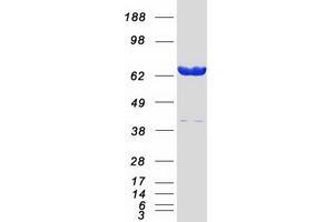 Validation with Western Blot (Lamin A/C Protein (LMNA) (Transcript Variant 1) (Myc-DYKDDDDK Tag))