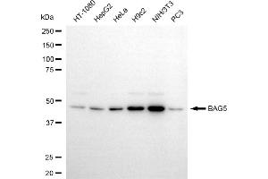 Western blotting analysis using BAG5 antibody (ABIN7797746). (BAG5 Antikörper)